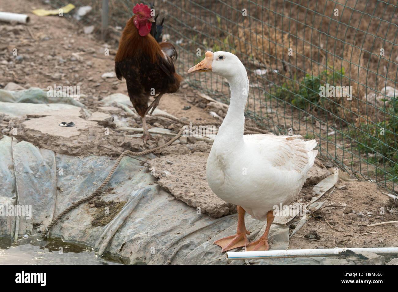 Beijing, China - A domesticated White Chinese goose and a rooster on a farm near Beijing, China. Stock Photo
