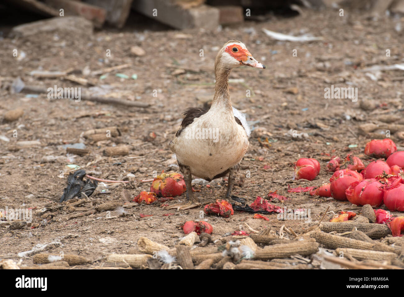 Beijing, China - A domesticated Chinese duck on a farm near Beijing, China. Stock Photo