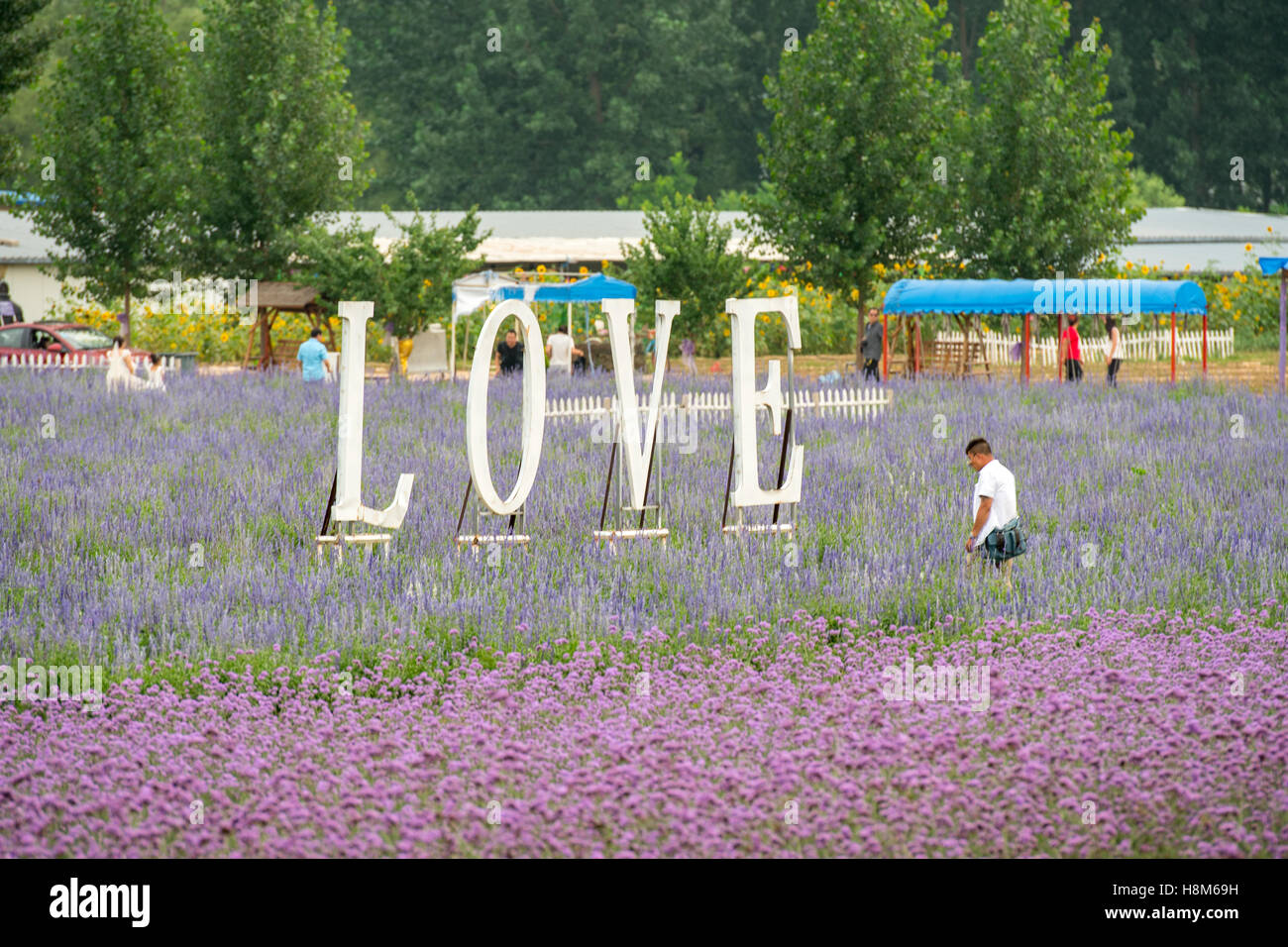 Beijing, China - A field of Lavender on a farm near Beijing, China. Stock Photo