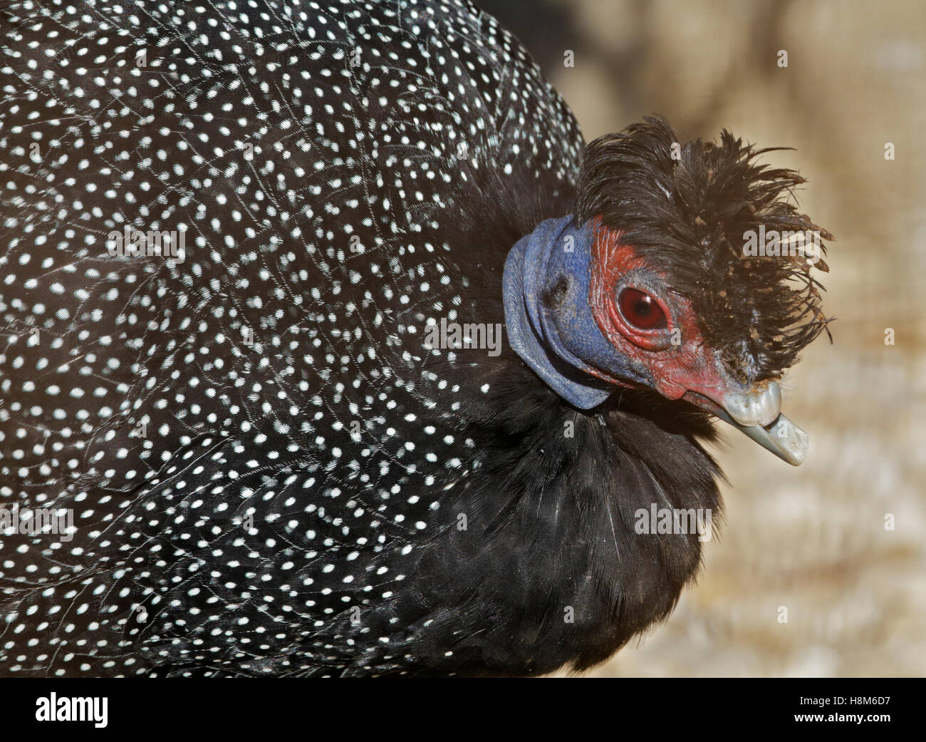 Kenyan Crested Guineafowl (guttera pucherani) Stock Photo