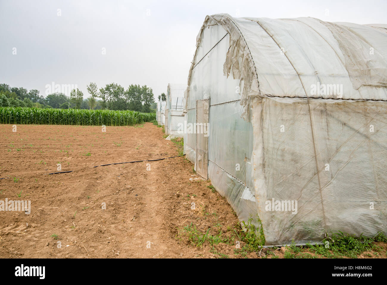 Beijing, China - Stalks of corn growing next to greenhouses on a farm near Beijing, China. Stock Photo