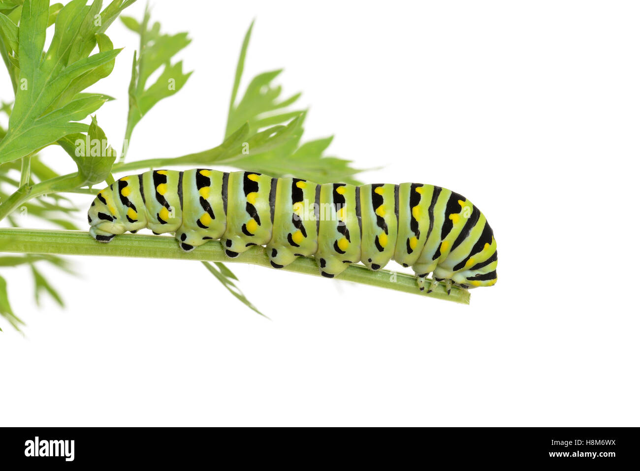 black swallowtail caterpillar on a carrot plant Stock Photo Alamy