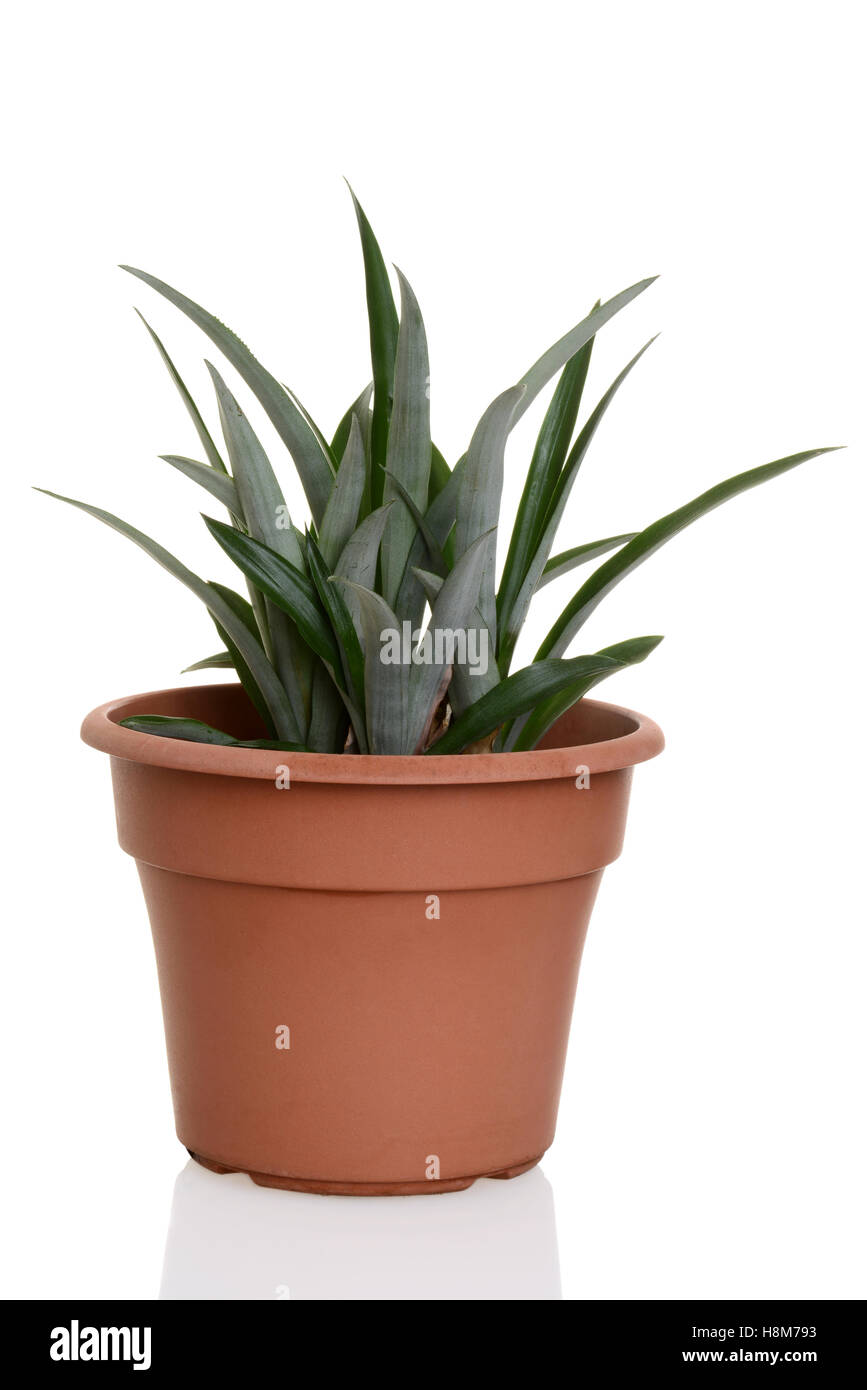 pineapple plant in a pot Stock Photo Alamy