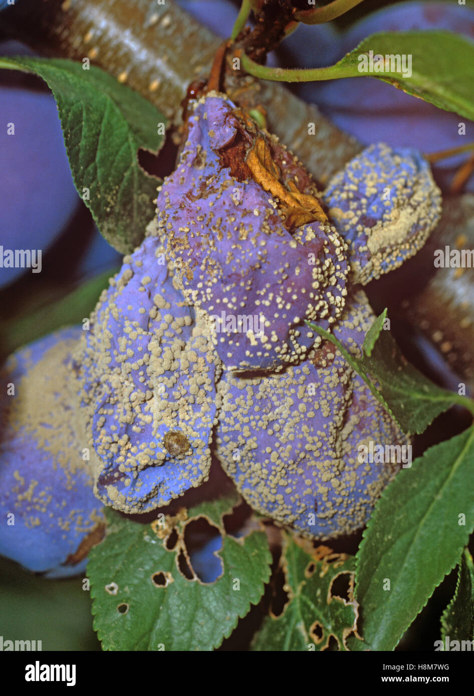 Brown rot, Monilinia fructigena, on a group of ripe withered plums, USA Stock Photo