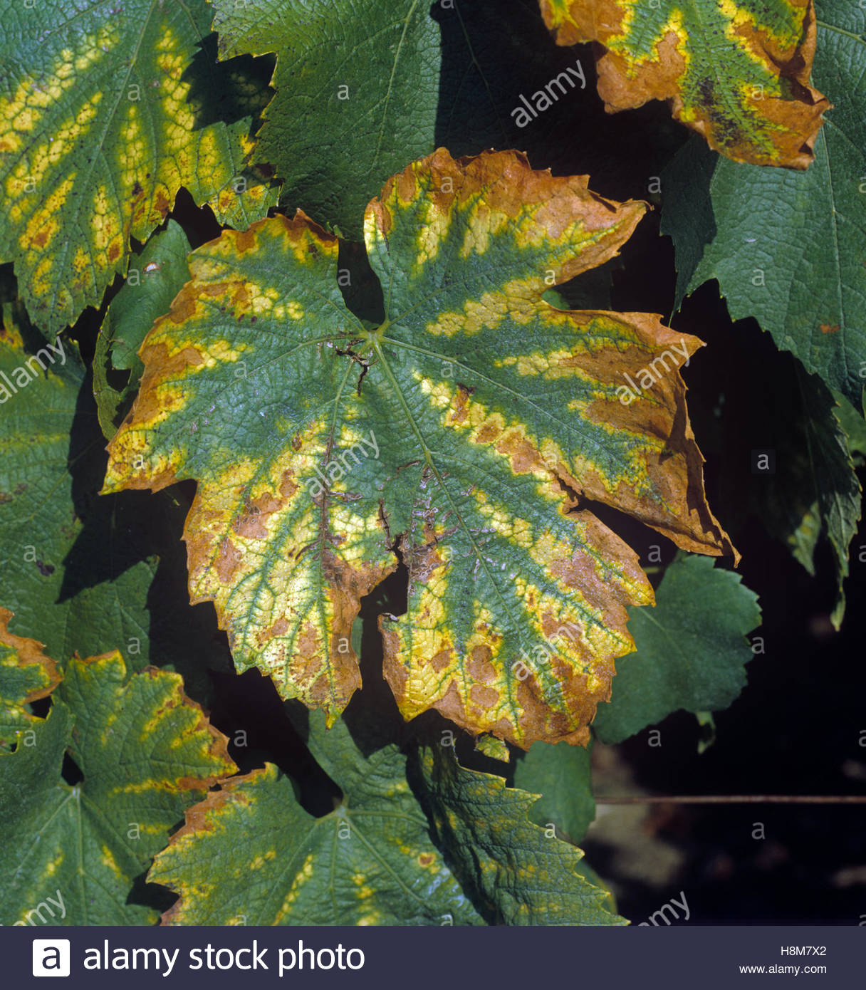 Magnesium Deficiency Leaves High Resolution Stock Photography and