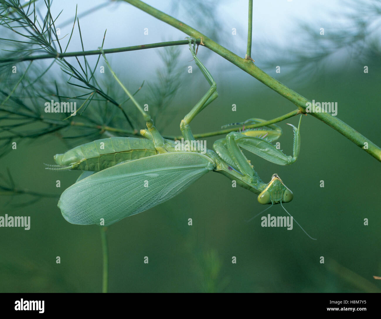 A female praying mantis, Mantis religiosa, on an asparagus fern after going through ecdysis, Thailand Stock Photo