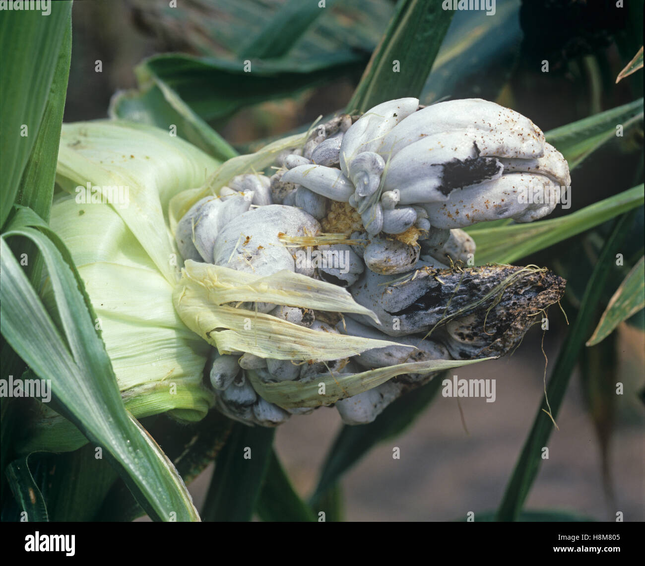 Corn or maize smut, Ustilago maydis, infection and distortion on a corn or maize  cob, USA Stock Photo