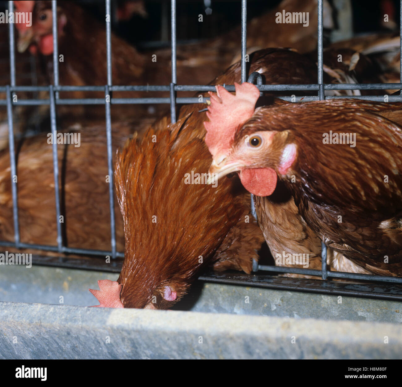 Caged brown warren battery egg laying hens and feeding trough Stock Photo