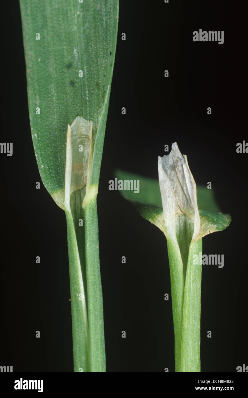 Ligule Stock Photos & Ligule Stock Images Alamy