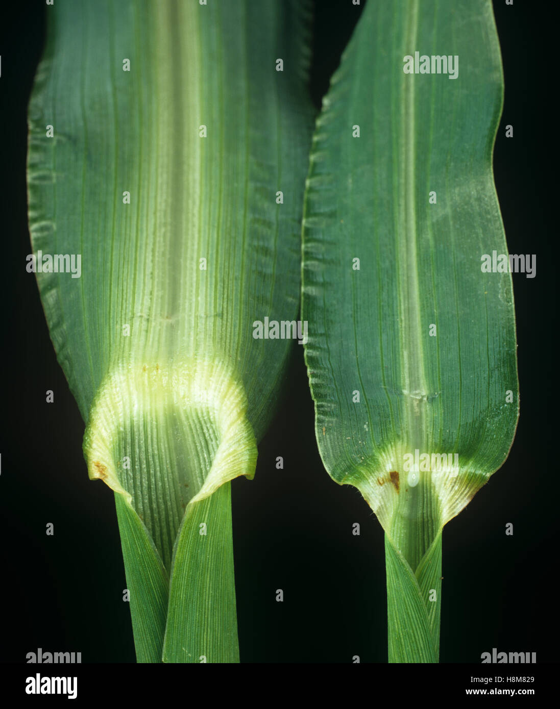 Barnyard grass, Echinochloa crus-galli, leaf ligule on the leafstalk of an agricultural grass weed Stock Photo