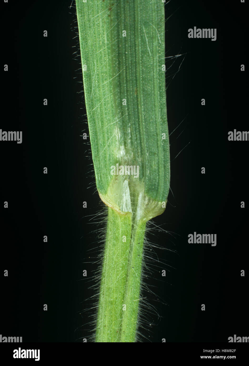 Soft brome, Bromus mollis, leaf ligule at the node and leafstalk of an agricultural grass weed Stock Photo