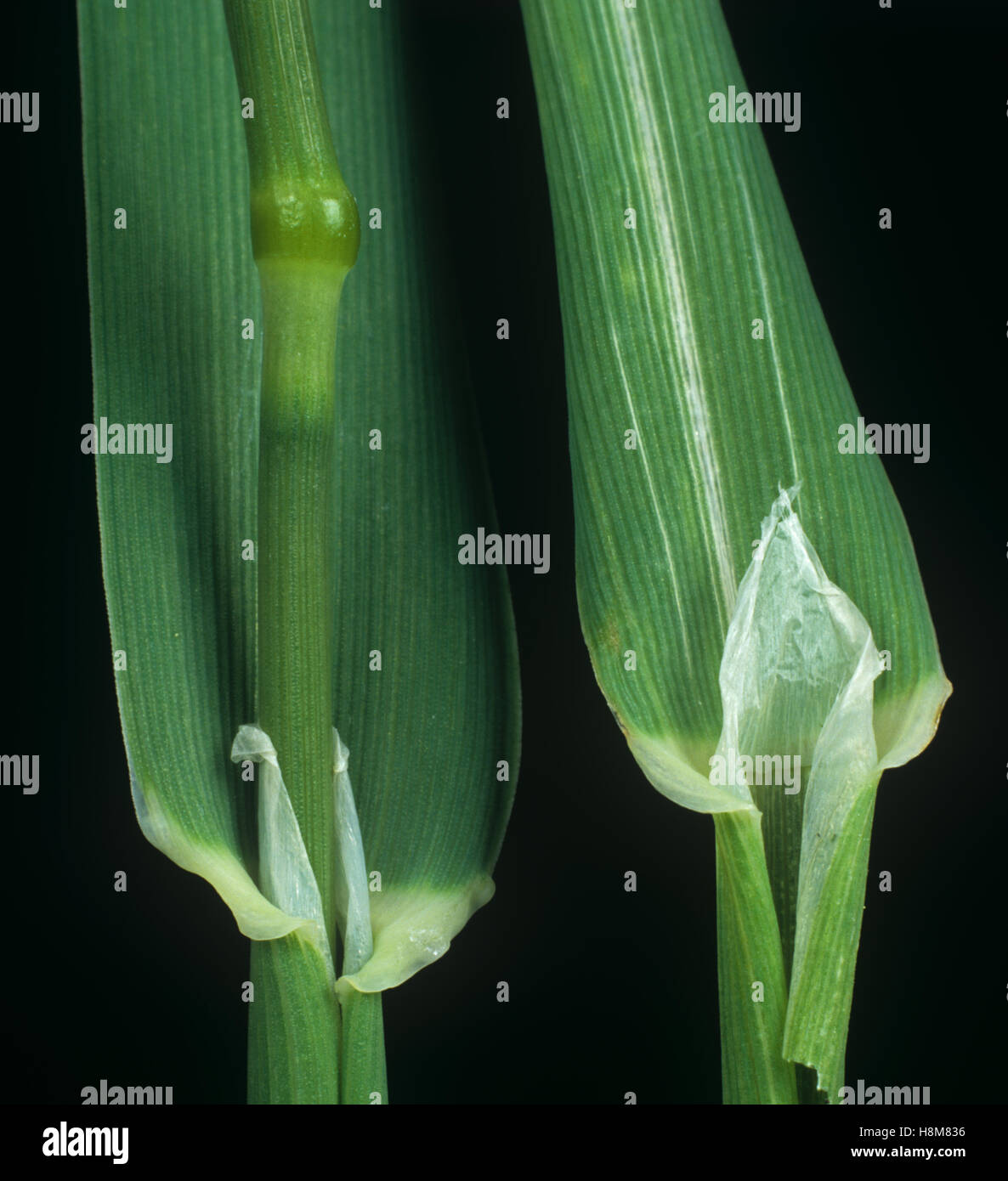 Canary grass, Phalaris canariensis, leaf ligule at the node and leafstalk of an agricultural grass weed Stock Photo
