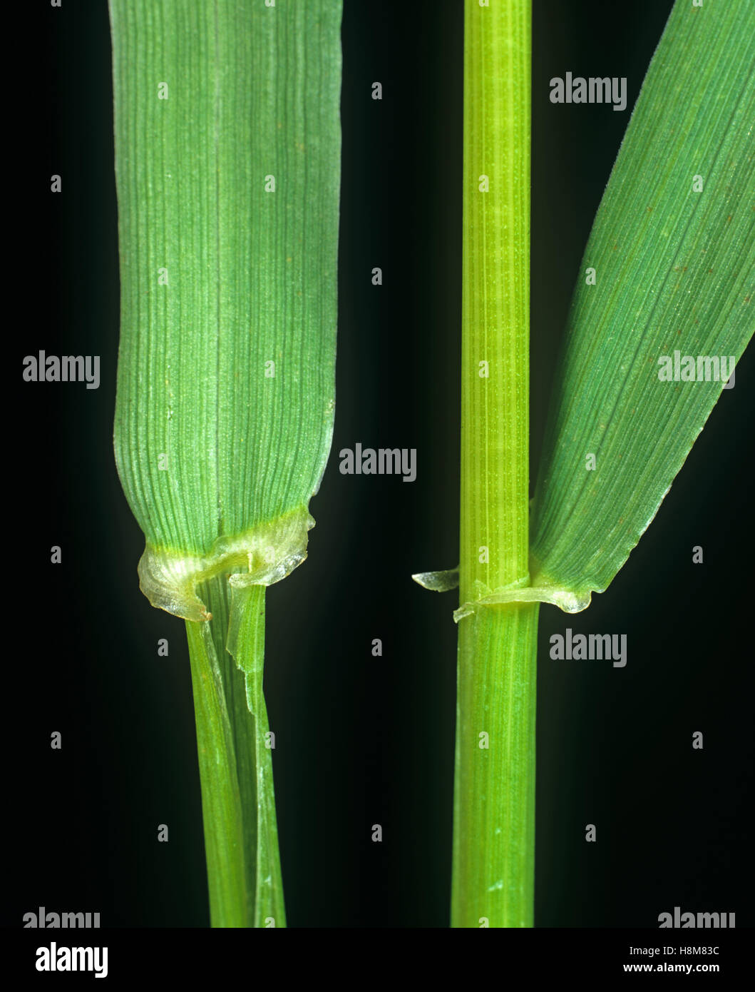 Meadow fescue, Festuca pratensis, leaf ligule at the node and leafstalk of an agricultural grass weed Stock Photo