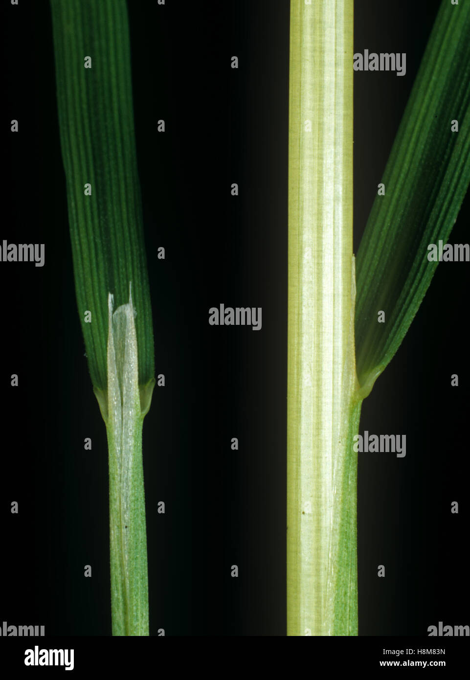 Loose silky-bent, Apera spica-venti, leaf ligule at the node and leafstalk of an agricultural grass weed Stock Photo