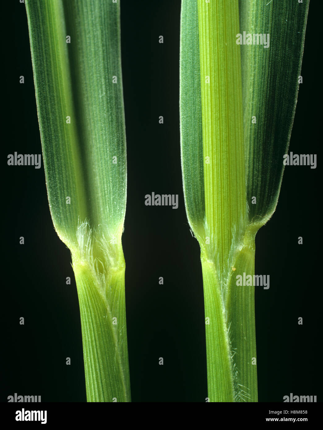 Chinese millet or foxtail, Setaria faberi, leaf ligule at the node and leafstalk of an agricultural grass weed Stock Photo