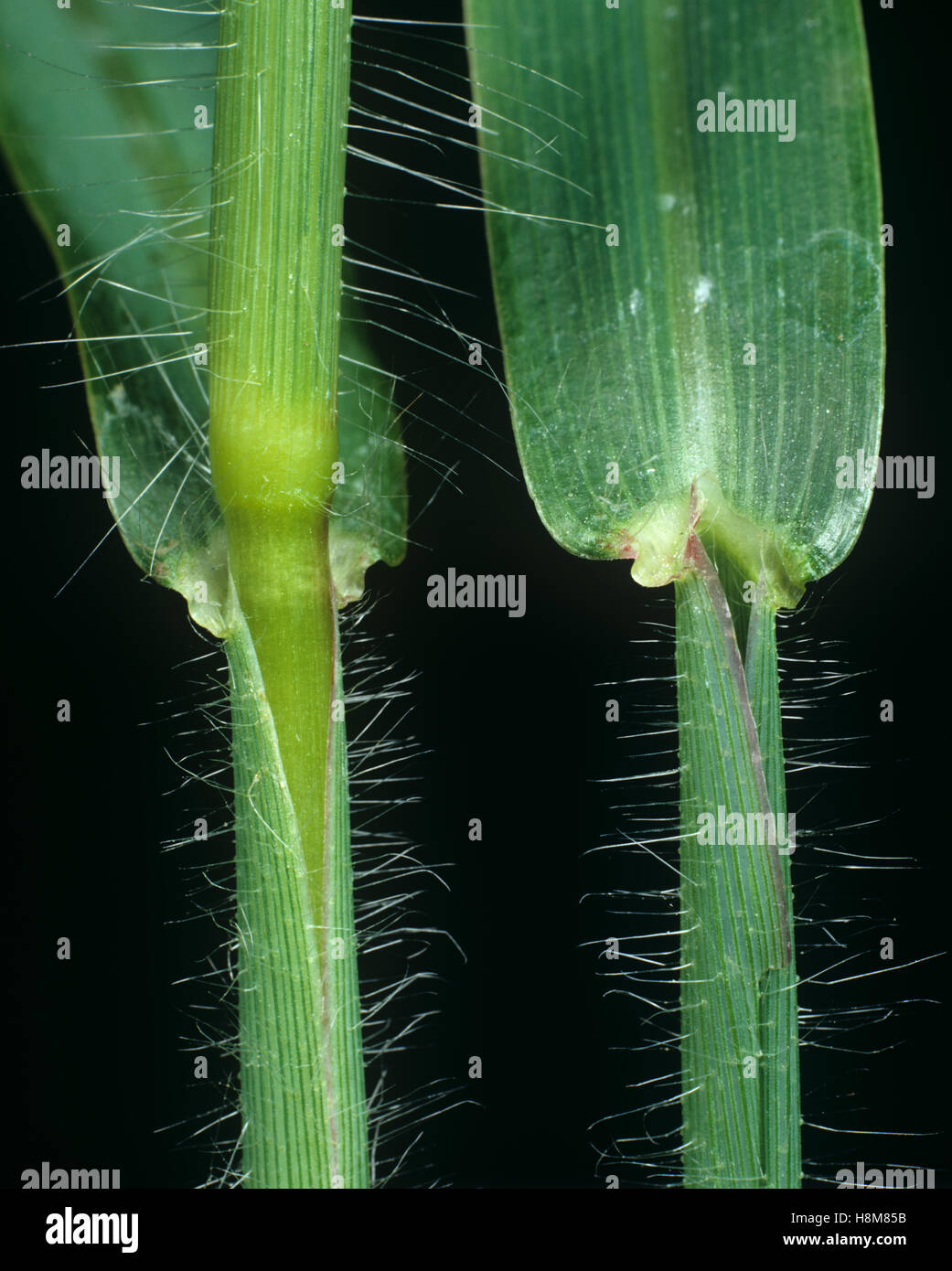 Large or hairy crabgrass, Digitaria, sanguinalis, leaf ligule, node and leafstalk of agricultural weed grass Stock Photo