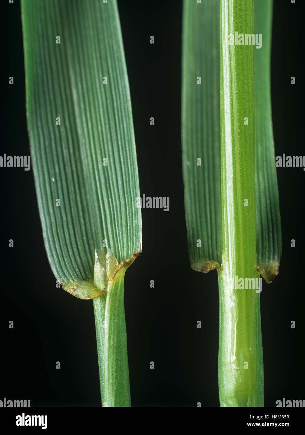 Perennial ryegrass, Lolium perenne, leaf ligule at the node and leafstalk of an agricultural grass Stock Photo