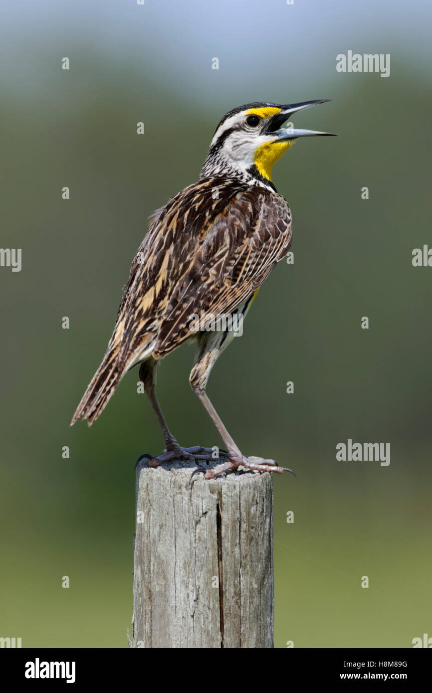 Eastern Meadowlark, Sturnella magna. adult male bird perched on a fencepost Stock Photo