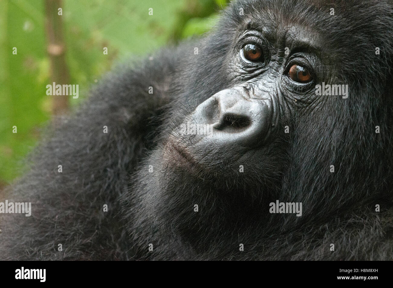 Adult male Mountain gorilla portrait, Volcanoes National Park, Rwanda. Stock Photo