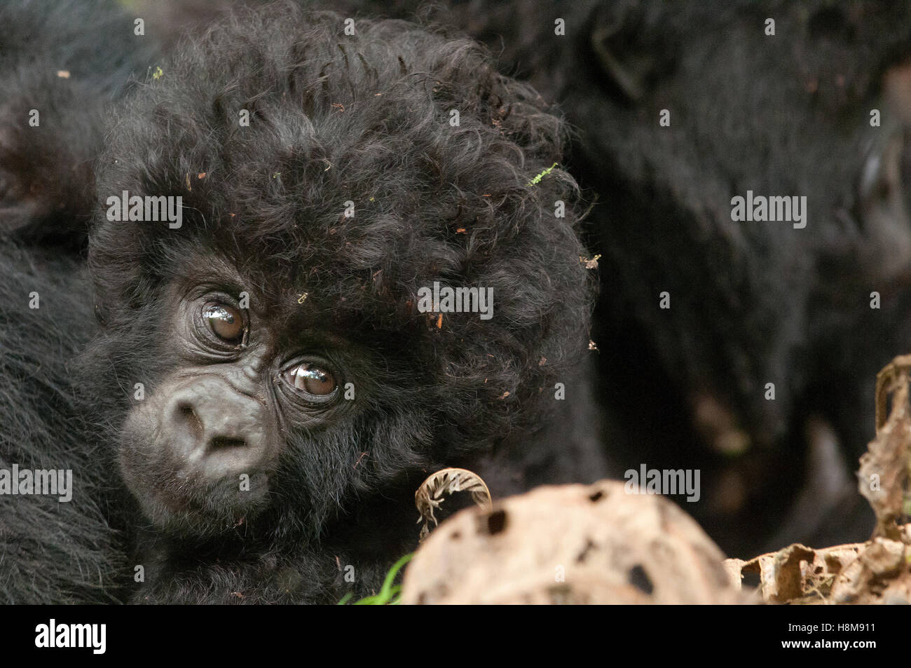 Portrait of baby mountain gorilla, Volcanoes National Park, Rwanda. Stock Photo