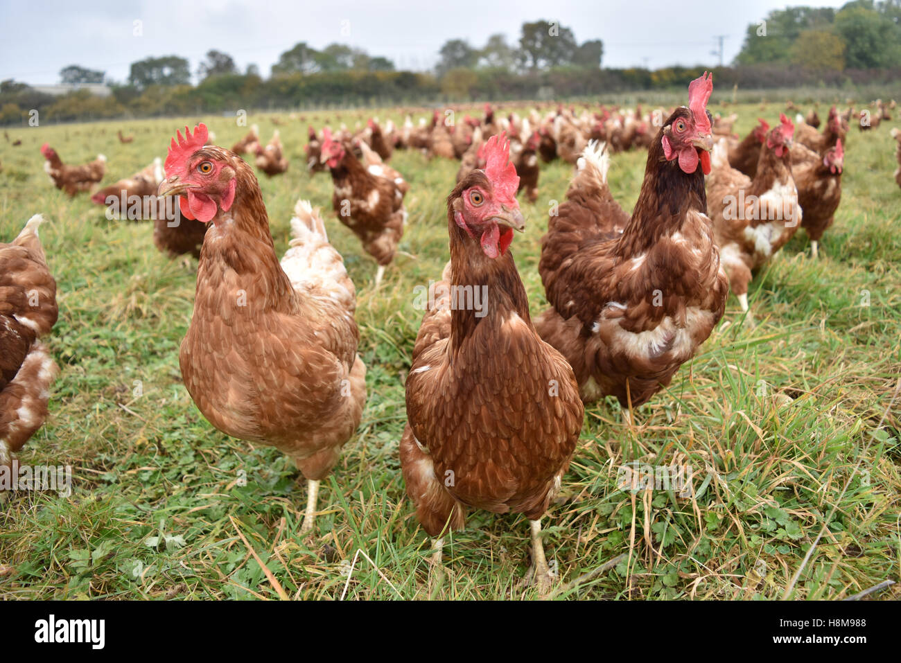 Free range poultry farm free range hen farm Stock Photo Alamy