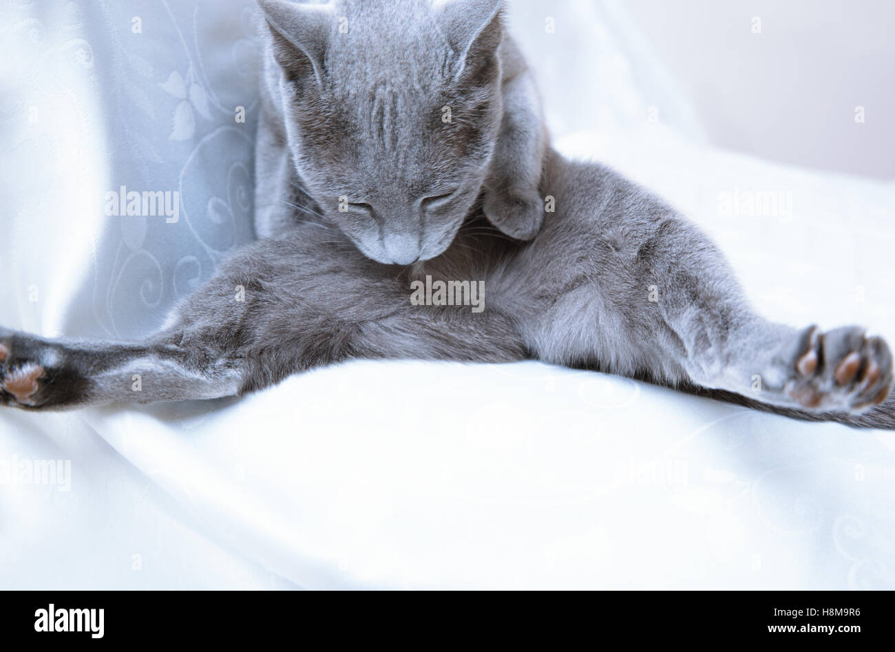 Blue cat making hygienic action at home Stock Photo Alamy
