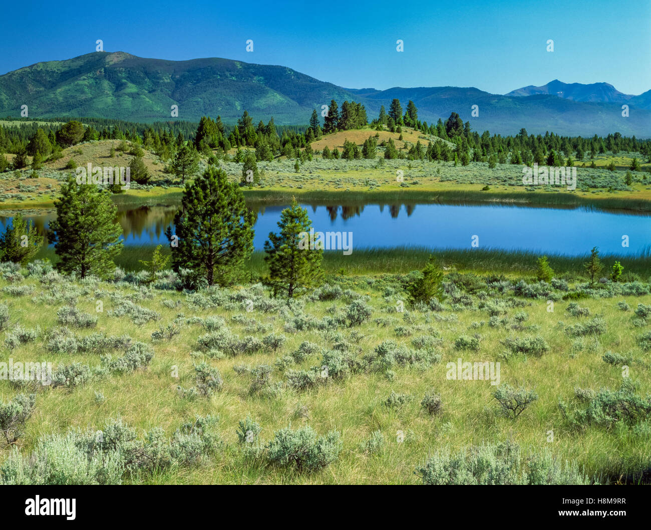 wetland in the blackfoot river valley near ovando, montana Stock Photo