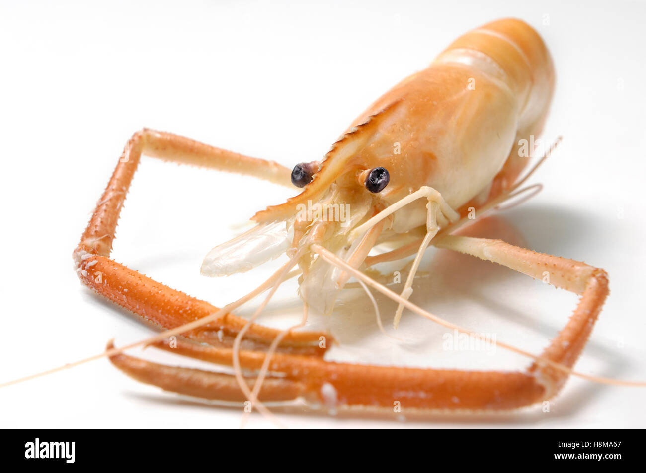 Large Shrimp High Resolution Stock Photography and Images - Alamy