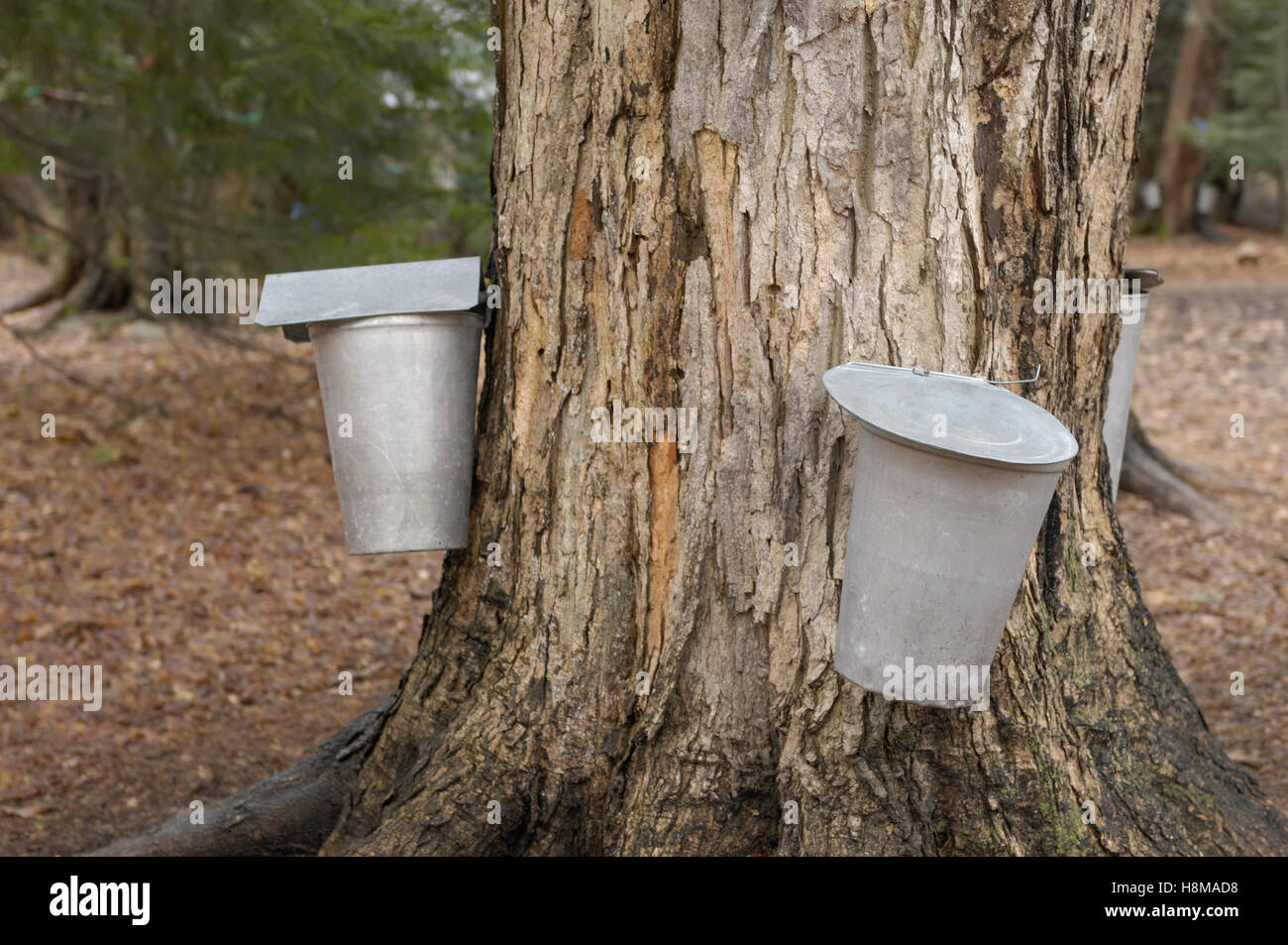 Bucket Collecting Maple Sap High Resolution Stock Photography and