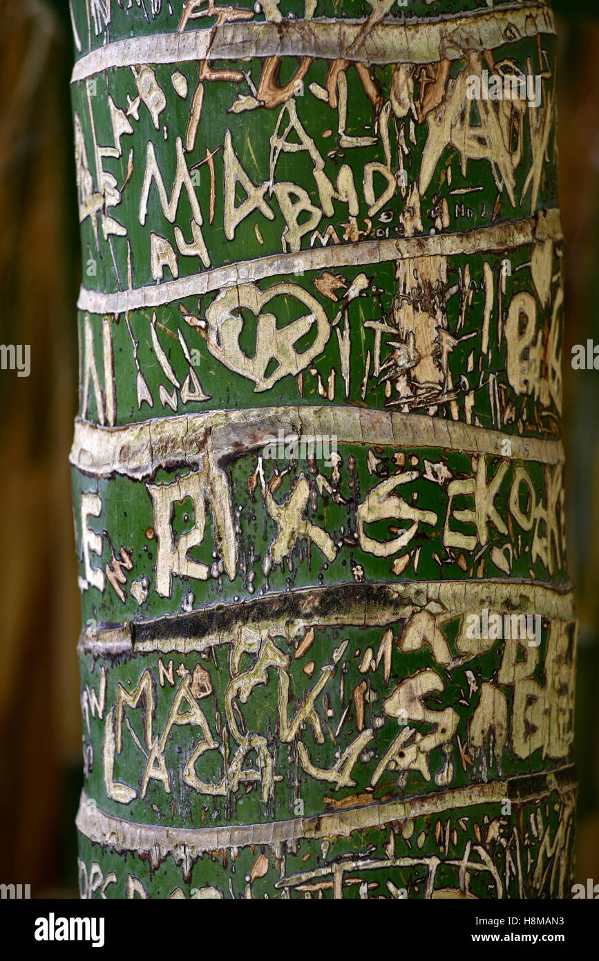 Carved initials in tree bark, Kentia palm (Howea forsteriana), Jardín de Aclimatión de La Orotava, Botanical Gardens Stock Photo