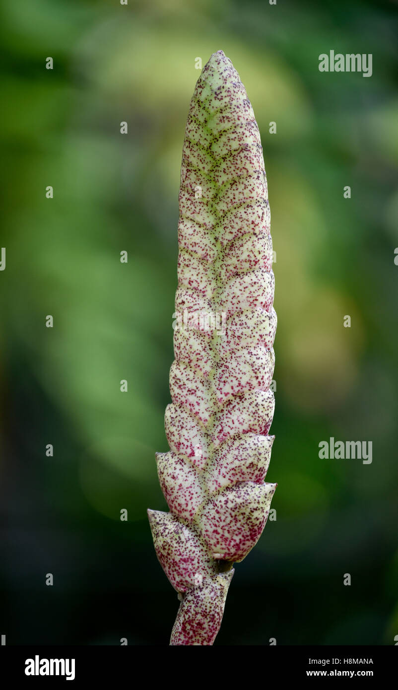 Vriesea (Vriesea fosteriana) flower spike, Jardín de Aclimatión de La Orotava, Botanical Gardens, Puerto de la Cruz, Tenerife Stock Photo