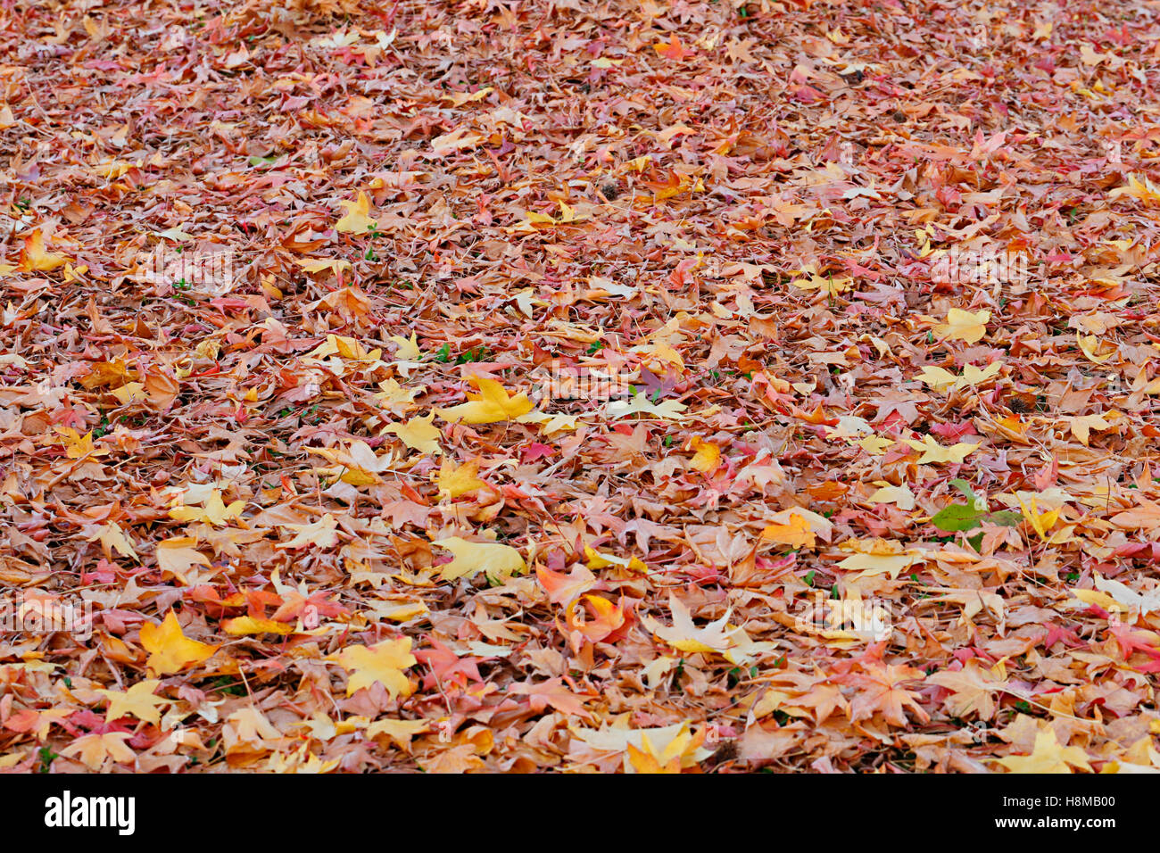 Colorful textured yellow and red leaves in autumn Stock Photo