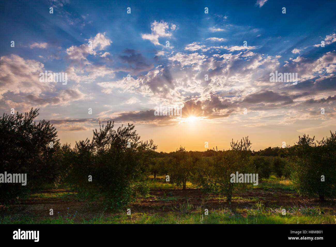 Olive plantation at sunset Stock Photo