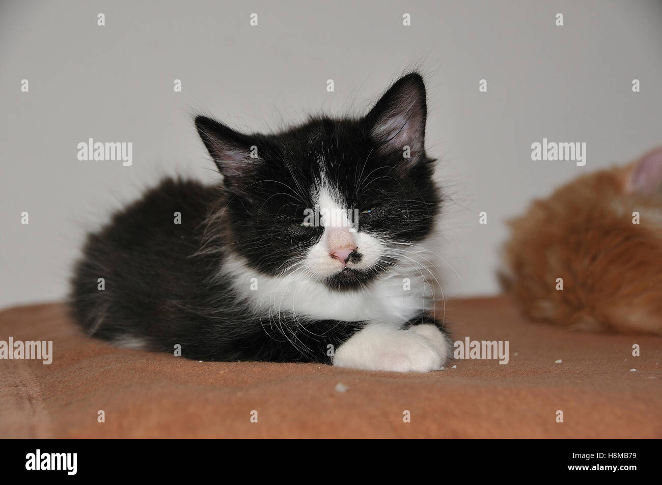 Domestic Cat. 8 weeks old male kitten lying tired on a couch. Germany