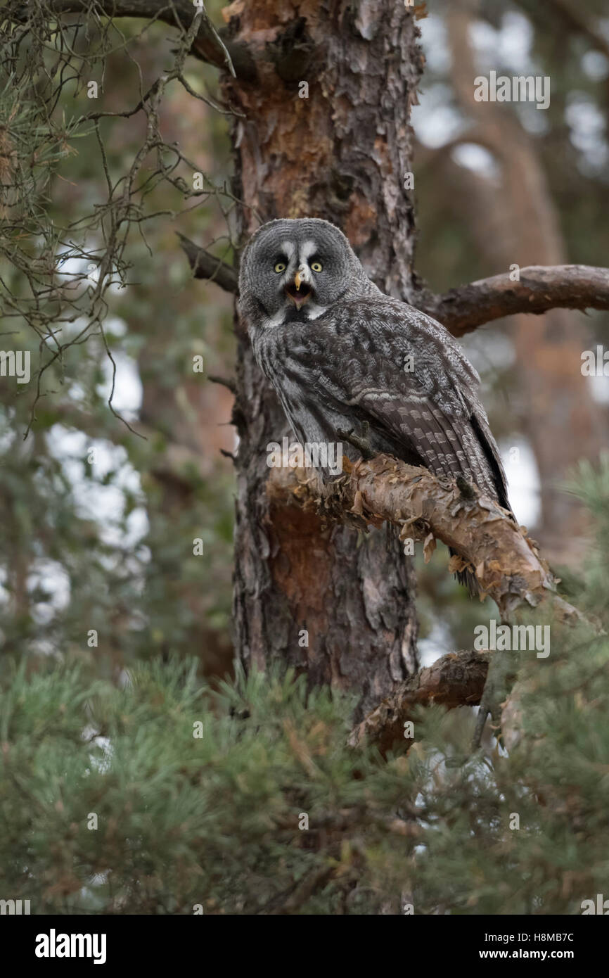 Great Grey Owl / Bartkauz ( Strix nebulosa ), adult bird of prey, perched in a conifer, pine tree, well camouflaged, calling. Stock Photo