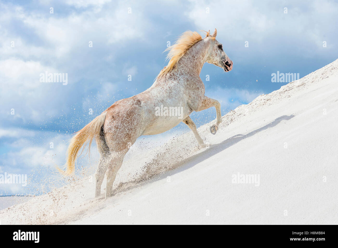 Appaloosa. Mare climbing up a kaolin hill. Poland Stock Photo - Alamy