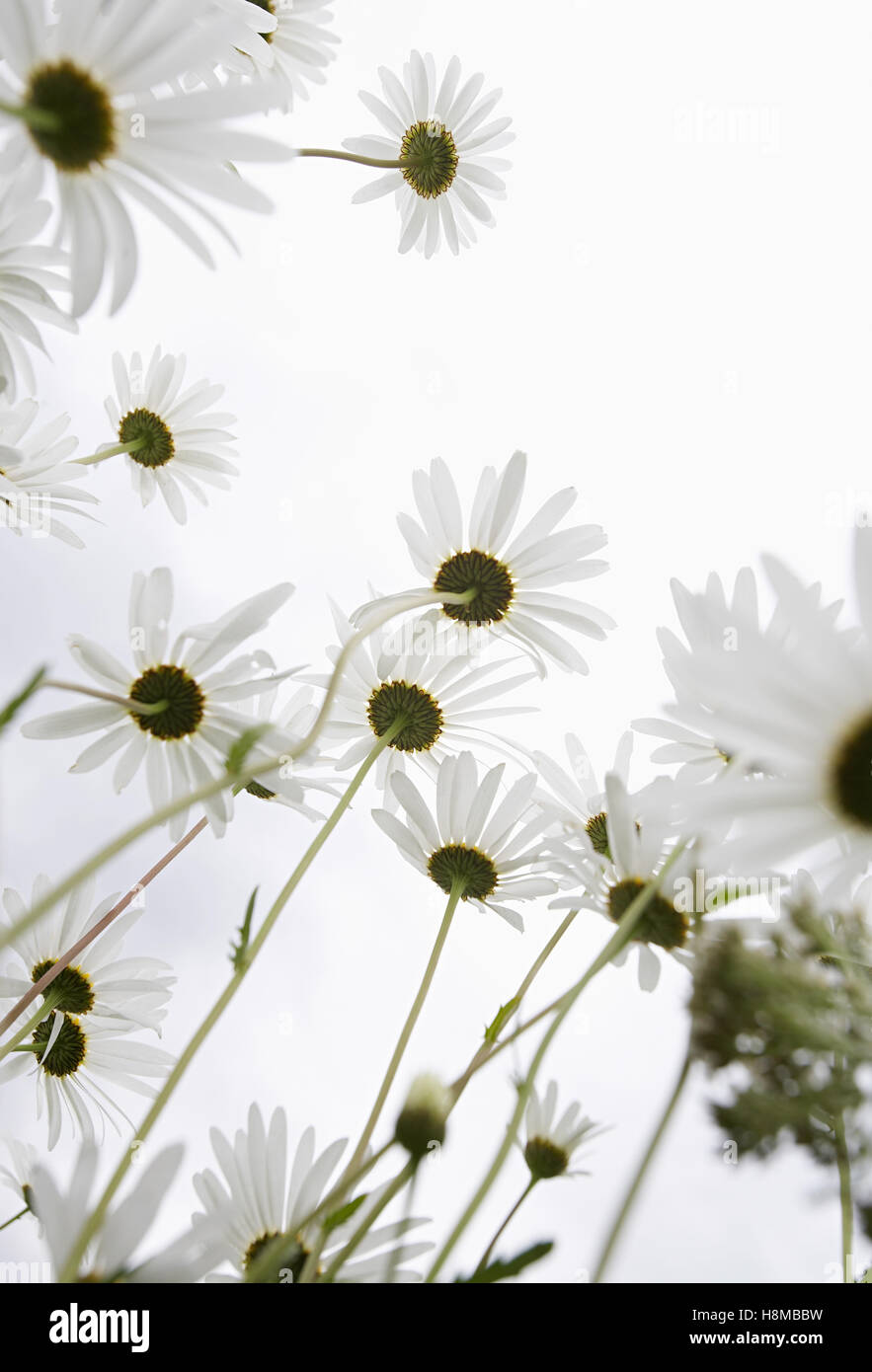 Field of Daisy flowers, low angle view, close up Stock Photo