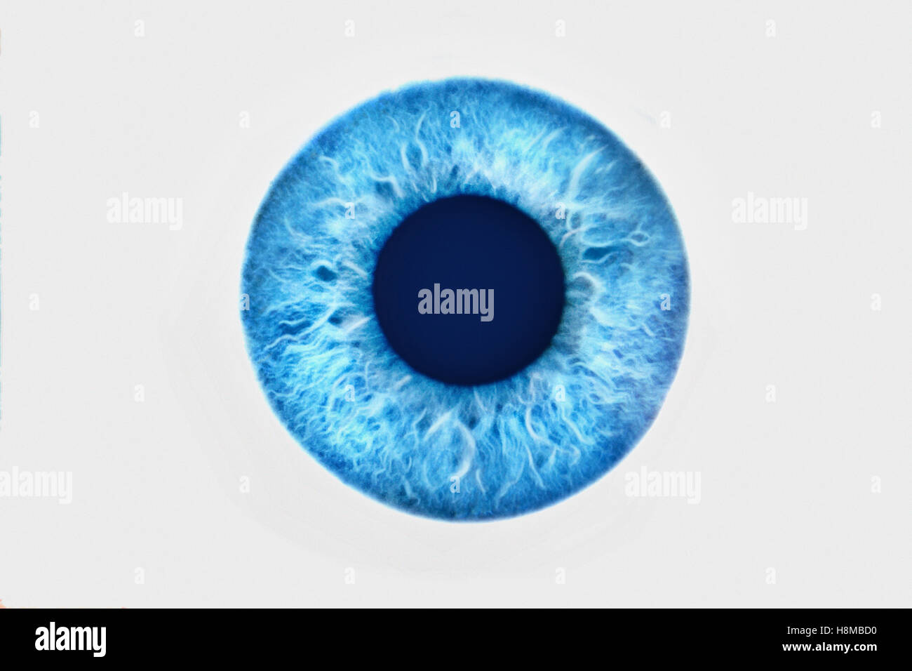 Closeup of blue eye on white background Stock Photo