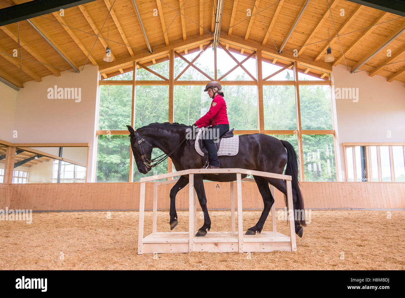 Pure Spanish Horse, Andalusian. Black adult being ridden over a wooden bridge, working equitation Germany Stock Photo