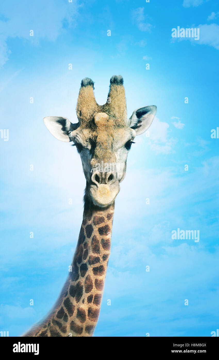 Giraffe with head in clouds, Stock Photo