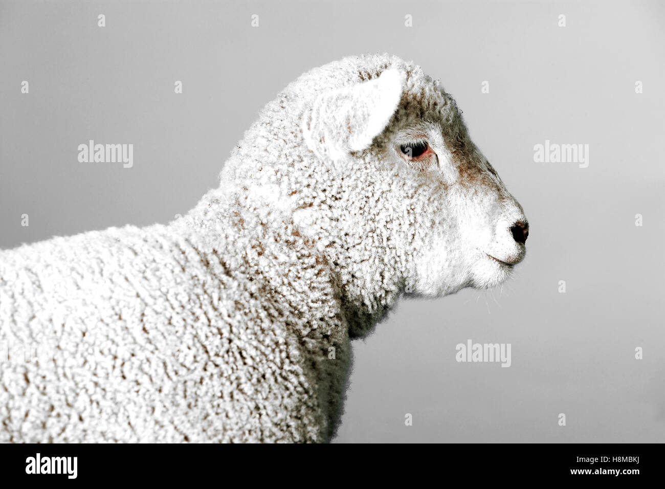 Sheep in Studio Stock Photo