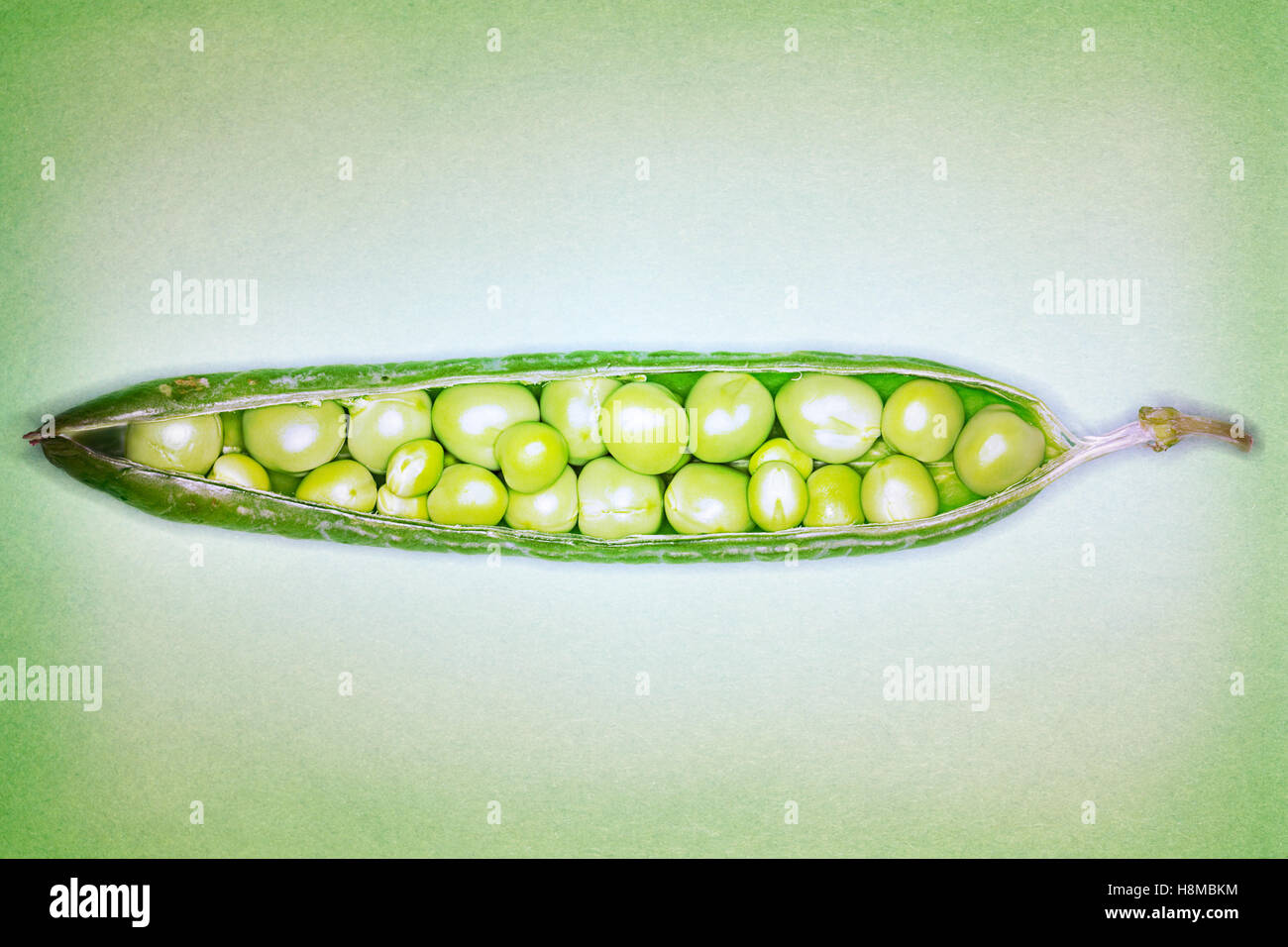Open pea pod containing peas close-up Stock Photo