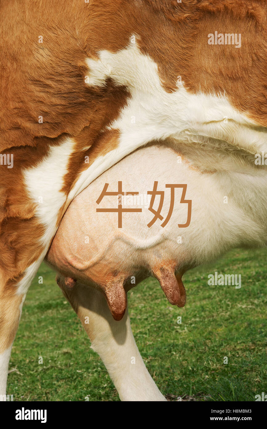 Extreme closeup of brown cow's udder with the chinese writing for milk Stock Photo