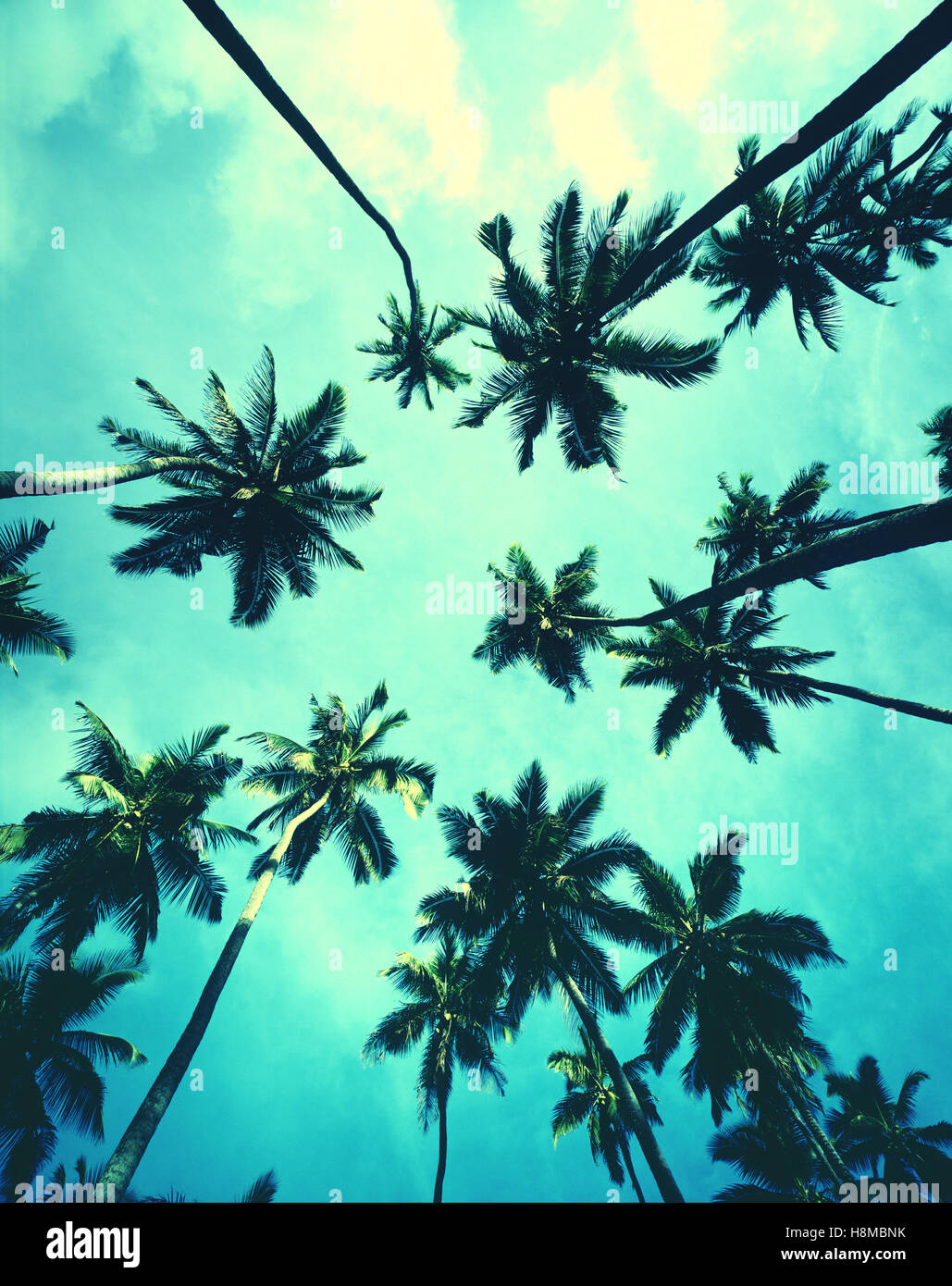 Palm Trees with blue filter Stock Photo