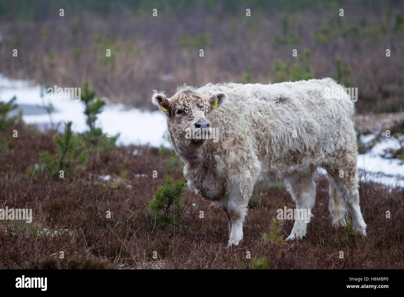 Dun galloway hi-res stock photography and images - Alamy