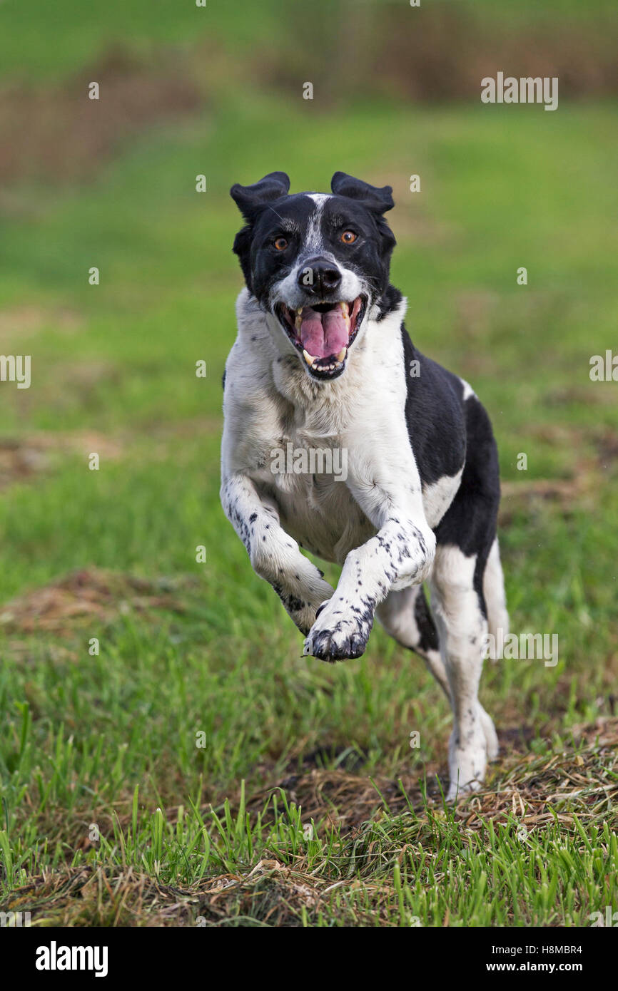 Mixed-breed dog ( German Shorthaired Pointer x ?) running on a meadow.  Germany Stock Photo - Alamy