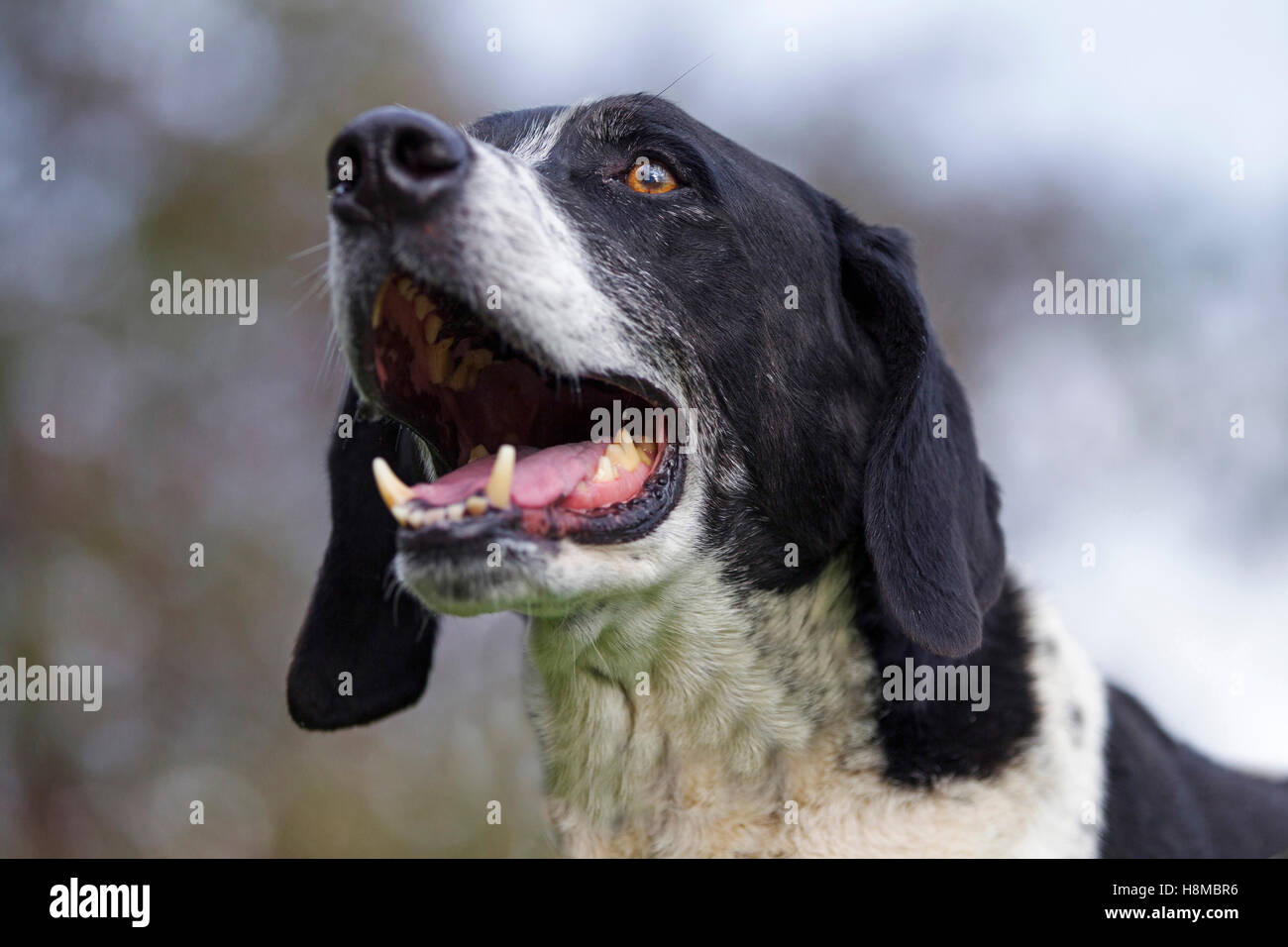 Mixed Breed Dog German Shorthaired Pointer X Running On A