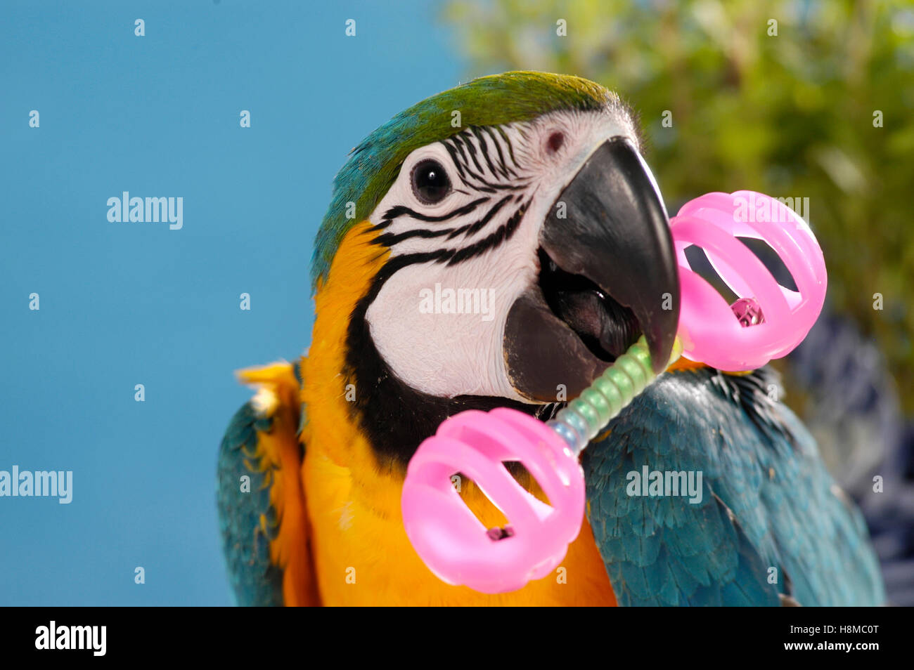 Blue-and-Yellow Macaw, Blue-and-gold Macaw (Ara ararauna). Portrait of adult, playing with a toy dumb bell. Sale in Stock Photo