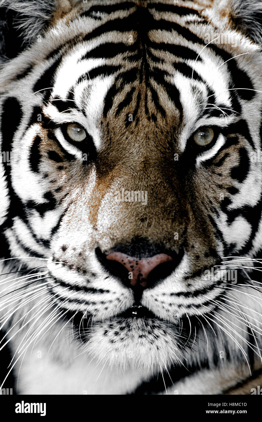 Tiger close-up of face Stock Photo