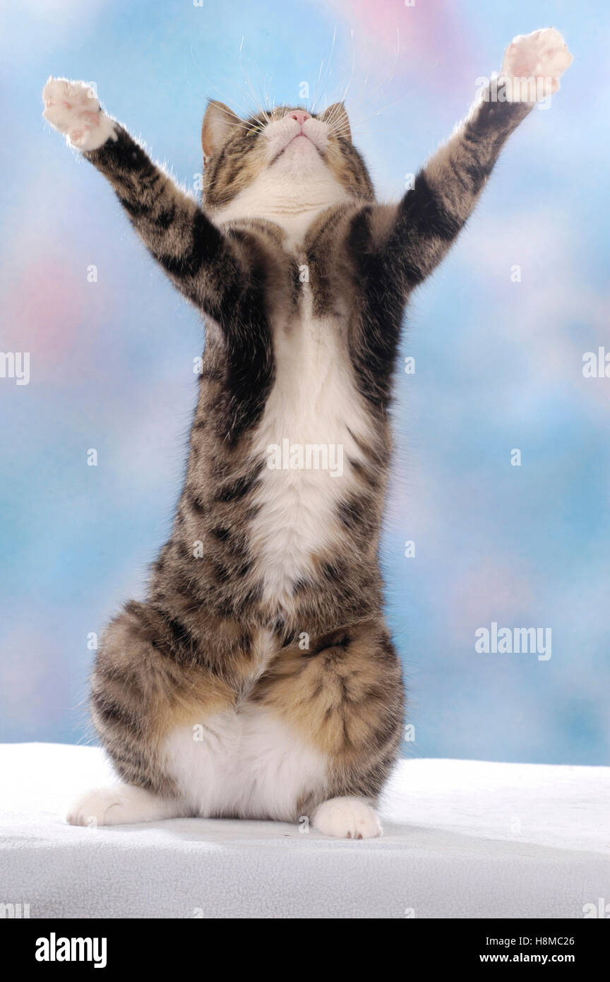 Domestic cat sitting on haunches hires stock photography and images